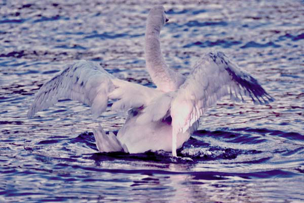 Swan-with-outspread-wings-at-twilight